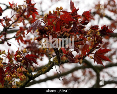 Rot Norwegen Ahorn (Acer Platanoides) Baum in Blüte in Cumbria, England, UK Stockfoto