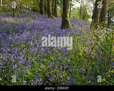 hellen blauen Teppich der sonnenbeschienenen englischen Bluebells (Hyacinthoides non-Scripta) im Frühjahr Wald in Cumbria, England UK kontrastieren mit frischem Laub Stockfoto