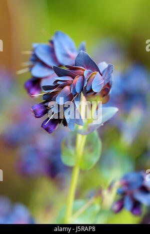 Honeywort 'Blue Kiwi', Cerinthe major "Blue Kiwi", ungewöhnlich geformte Blumen wachsen im Freien. Stockfoto