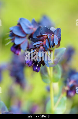 Honeywort 'Blue Kiwi', Cerinthe major "Blue Kiwi", ungewöhnlich geformte Blumen wachsen im Freien. Stockfoto