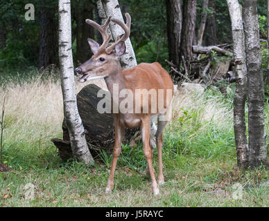 Whitetail Punkt 6 Buck Stockfoto