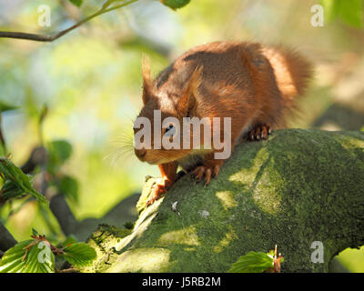 niedliche native eurasischen rote Eichhörnchen (Sciurus Vulgaris) in gutem Licht spielt in Buche in einer von Großbritanniens verbliebenen Festungen, Cumbria, England UK Stockfoto