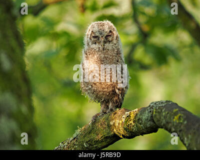 flauschige Baby Waldkauz oder braune Eule (Strix Aluco) - ein Brancher - aufrecht sitzend auf Ast bei vollem Tageslicht im Wald Einstellung Cumbria, England UK Stockfoto