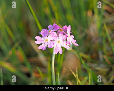 zart rosa Blüten von Primula Farinosa, Vogelperspektive Primel wächst in Cumbria, England UK Stockfoto