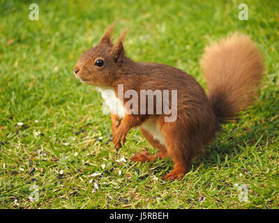 niedliche native eurasischen rote Eichhörnchen (Sciurus Vulgaris) in gutem Licht spielt in Buche in einer von Großbritanniens verbliebenen Festungen, Cumbria, England UK Stockfoto