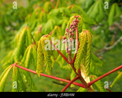 Rosafarbene Knospen auf auftauchenden Blütenstacheln des roten Kastanienbaums (Aesculus x carnea) mit grünem Frühlingslaub in Cumbria, England Stockfoto