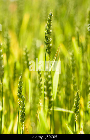 Weizen, Winter-Weizen, Triticum Aestivum, Seitenansicht von Getreide Ernte Gowing im Freien. Stockfoto