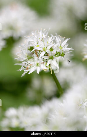 Lauch, Knoblauch, Bärlauch, Allium Ursinum, Seitenansicht der weißen Blume wachsen im Freien. Stockfoto