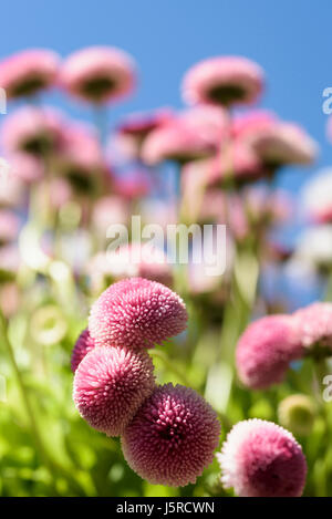 Gänseblümchen, Gänseblümchen, Bellis Perennis, Seitenansicht des rosa Blumen wachsen im Freien. mit blauen Himmel dahinter. Stockfoto