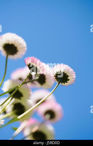 Gänseblümchen, Gänseblümchen, Bellis Perennis, Seitenansicht des rosa Blumen wachsen im Freien. mit blauen Himmel dahinter. Stockfoto