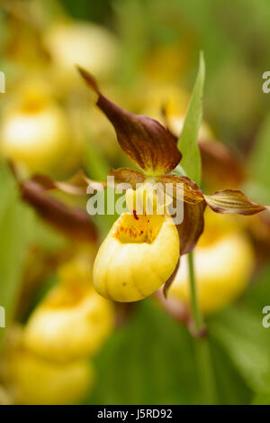 Orchidee Frauenschuh Orchidee Cypripedium 'Parville', gelbe farbige Blumen wachsen im Freien. Stockfoto