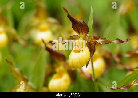 Orchidee Frauenschuh Orchidee Cypripedium 'Parville', gelbe farbige Blumen wachsen im Freien. Stockfoto