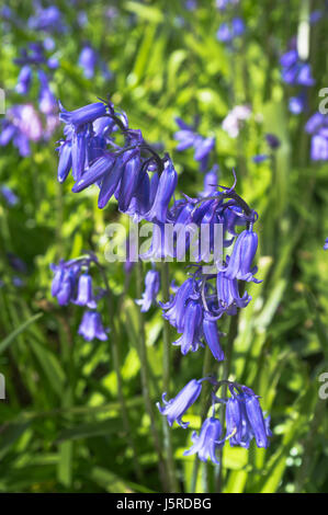 Dh Bluebell BLUME UK Closeup Hyacinthoides non scripta flowerhead Nahaufnahme bluebells isoliert Stockfoto