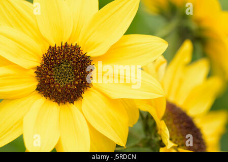 Sonnenblume, gewöhnliche Sonnenblume, Helianthus Annuus, Nahaufnahme Detail gelben farbigen Blume wachsen im Freien. Stockfoto