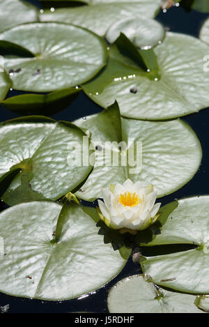 Seerose, Weiße Seerose, Nymphaea Alba, einzelne Blume wachsen im Freien auf dem Wasser. Stockfoto