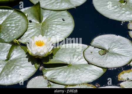 Seerose, Weiße Seerose, Nymphaea Alba, einzelne Blume wachsen im Freien auf dem Wasser. Stockfoto