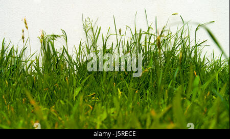 Nassen Naturrasen mit un-natürlich hellen Farben dahinter Stockfoto