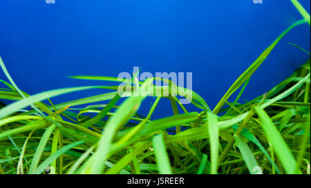 Nassen Naturrasen mit un-natürlich hellen Farben dahinter Stockfoto