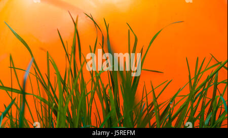 Nassen Naturrasen mit un-natürlich hellen Farben dahinter Stockfoto