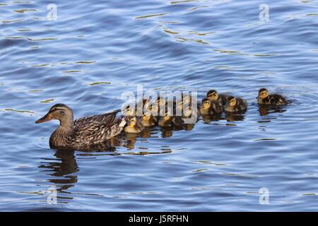 Einer Mutter Wildente, Schwimmen Sie mit ihrer Familie von Entenküken Stockfoto