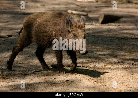 Lebensmittel Nahrungsmittel tierischen Säugetier Nachkommen Wildschwein Schwein saugen junge Tier Junge von einem Stockfoto