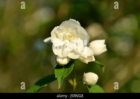 Süße Mock-Orange Busch blüht. Stockfoto