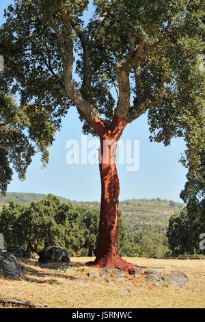 Korkeichen - Quercus Suber, vor kurzem von ihrer Rinde befreit, Torremenga De La Vera, Cáceres, Extremadura, Spanien Stockfoto