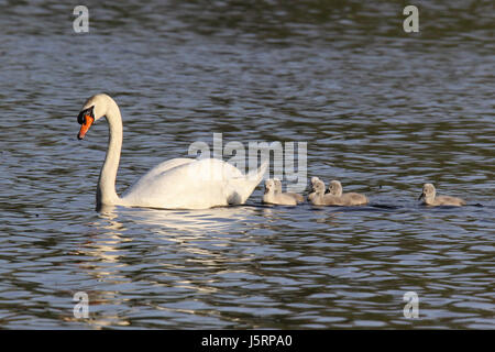 Eine Mutter Schwan Schwimmen mit sechs cygnets Stockfoto