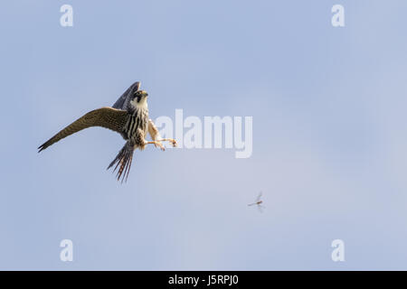 Eurasian Hobby Falke (Falco Subbuteo) fliegen, auf der Flucht, Jagd, Fang vor Verfolgern Libelle Libellen gegen blauen Himmel Stockfoto