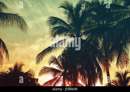 Palmen unter tropischer Abend Himmelshintergrund Silhouetten. Vintage stilisierte Foto mit bunten tonale Filterwirkung Stockfoto