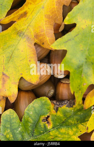 Eiche, Stieleiche, Quercus Robur, Herbst Blätter für gefallene Eicheln. Stockfoto