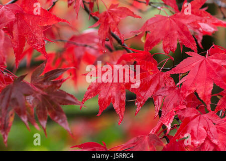 Ahorn, japanischer Ahorn, Acer Palmatum, leuchtend rote Blätter im Herbst nach Regen nass. Stockfoto