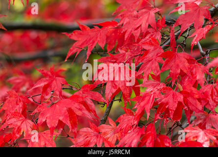 Ahorn, japanischer Ahorn, Acer Palmatum, leuchtend rote Blätter im Herbst nach Regen nass. Stockfoto