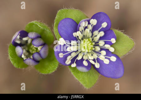 Leberblümchen Hepatica Nobilis, Luftaufnahme von zwei zarten Blüten öffnen. Stockfoto