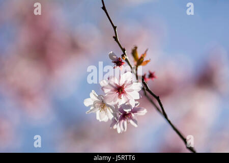 Kirsche, Rosebud Kirsche 'Autumnalis', Prunus X subhirtella 'Autmnalis', Winterkirsche rosa Blüten wachsen im Freien. Stockfoto