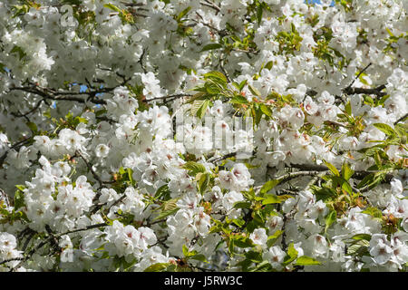 Kirsche, weiße weinend Yoshino Kirschenbaum, Prunus X yedoensis Shidare Yoshino, Masse der Blüten wachsen im Freien. Stockfoto