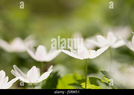 Anemone, Holz Anemone, Anemone Nemorosa, Cluster von weißen Blüten Hintergrundbeleuchtung im Wald. Stockfoto