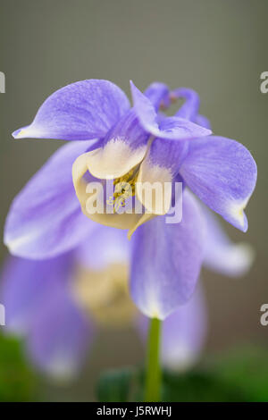 Akelei, Aquilegia Flabellata Var Pumila Atlantis, lila farbigen Blumen wachsen im Freien. Stockfoto