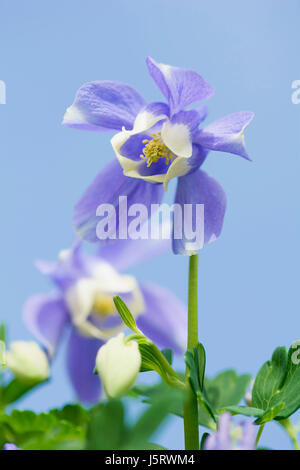 Akelei, Aquilegia Flabellata Var Pumila Atlantis, lila farbigen Blumen wachsen im Freien. Stockfoto