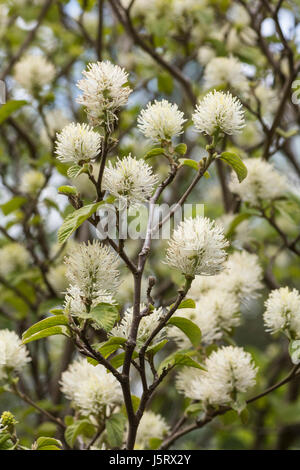 Berg Hexe Erle, Fothergilla Monticola Hauptgruppe, weißen farbigen Blüten auf dem Baum. Stockfoto