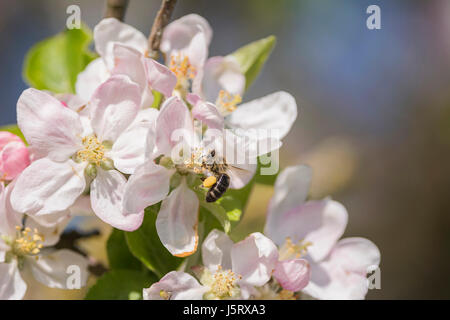 Apfel, Malus Domestica, Honigbiene, Apis Mellifera, bestäuben Apfelblüte in einem Garten. Stockfoto