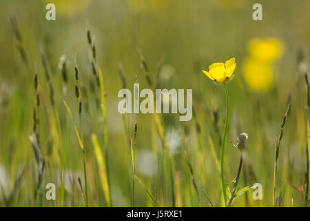 Hahnenfuß, Wiese Hahnenfuß, Ranunculus Acris, gelbe Blumen auf einer Wiese im oberen Teesdale, North Pennines, Co Durham. Stockfoto