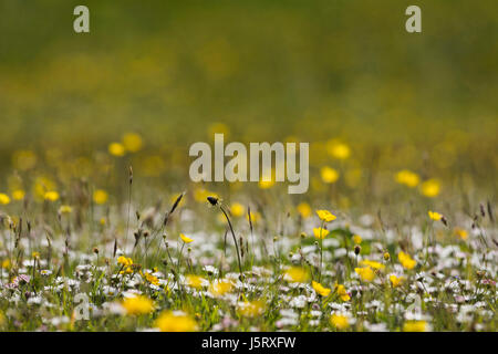 Hahnenfuß, Wiese Hahnenfuß, Ranunculus Acris, gelbe Blumen auf einer Wiese im oberen Teesdale, North Pennines, Co Durham. Stockfoto