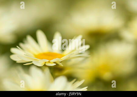 Gelbe Kamille, Anthemis Tinctoria gelb gefärbten Blüten wachsen im Freien. Stockfoto