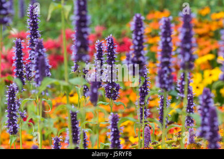 Ysop, Anis-Ysop, Wildform Foeniculum, lila farbigen Blumen wachsen im Freien mit verschiedenen bunten Pflanzen. Stockfoto