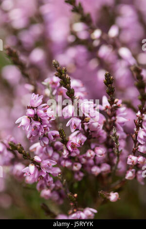 Heather, Calluna Vulgaris, Nahaufnahme von Abschnitt lila Blumen auf Moorland Co Durham. Stockfoto