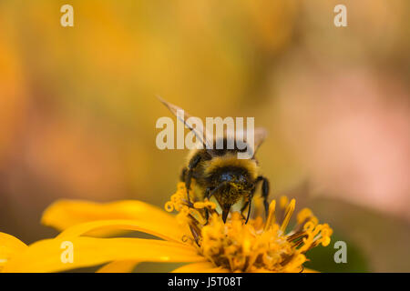 Goldenes Kreuzkraut, Leopard Pflanze 'Desdemona' Ligularia Dentata 'Desdemona', White-tailed Hummel, Bombus Lucorum, in Pollen von Flowerhead abgedeckt. Stockfoto