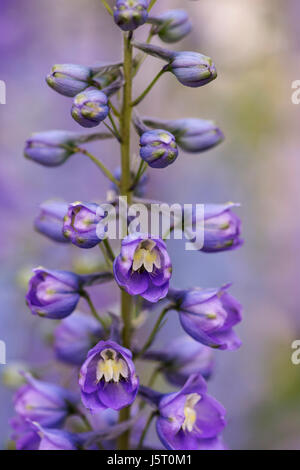 Rittersporn, Delphinium Elatum, lila farbigen Blumen wachsen im Freien. Stockfoto