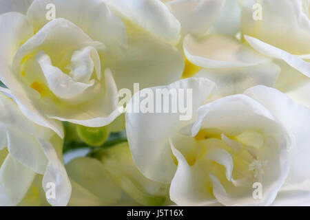 Freesie, Nahaufnahme Studioaufnahme von weißen Blüten. Stockfoto