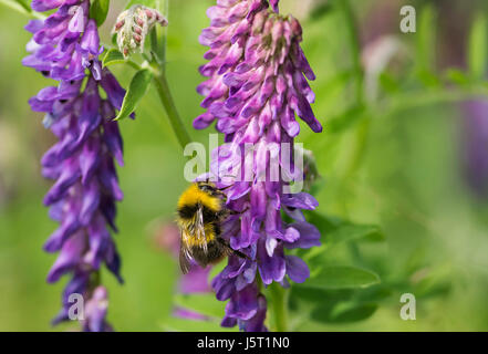 Getuftete Wicke, Vicia Cracca, Bumble Bee Bombus Terrestris, bestäuben lila Blüten in Rasenfläche des Waldes. Stockfoto